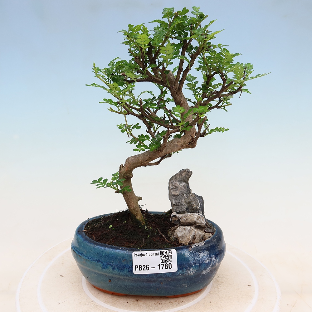 Kamerbonsai - Zantoxylum piperitum - peperboom