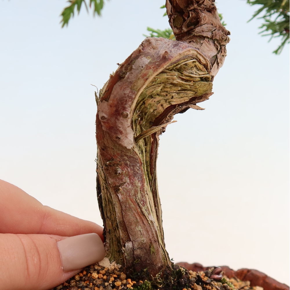 Bonsai voor buiten - Juniperus chinensis Itoigawa-Juniperus chinensis