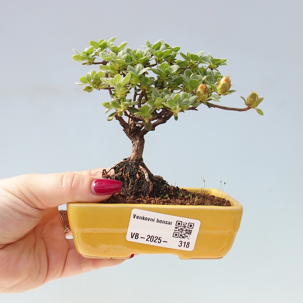 Bonsai voor buiten - Rhododendron indicum - Japanse azalea