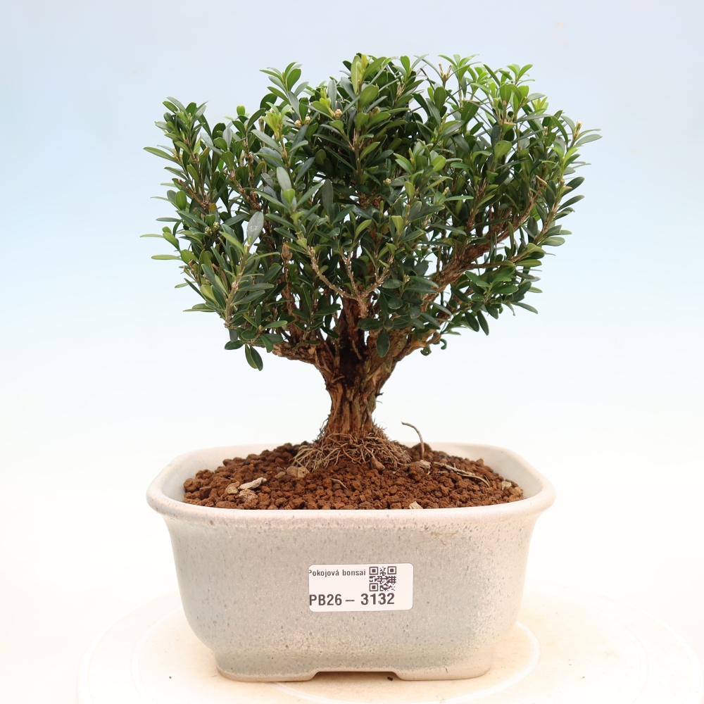 Kamerbonsai - Buxus harlandii - kurk buxus
