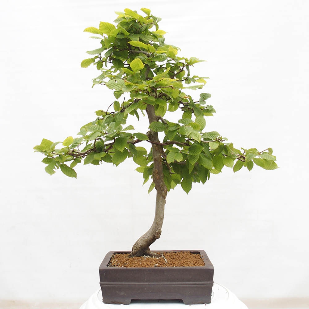 Bonsai voor buiten - Haagbeuk - Carpinus betulus