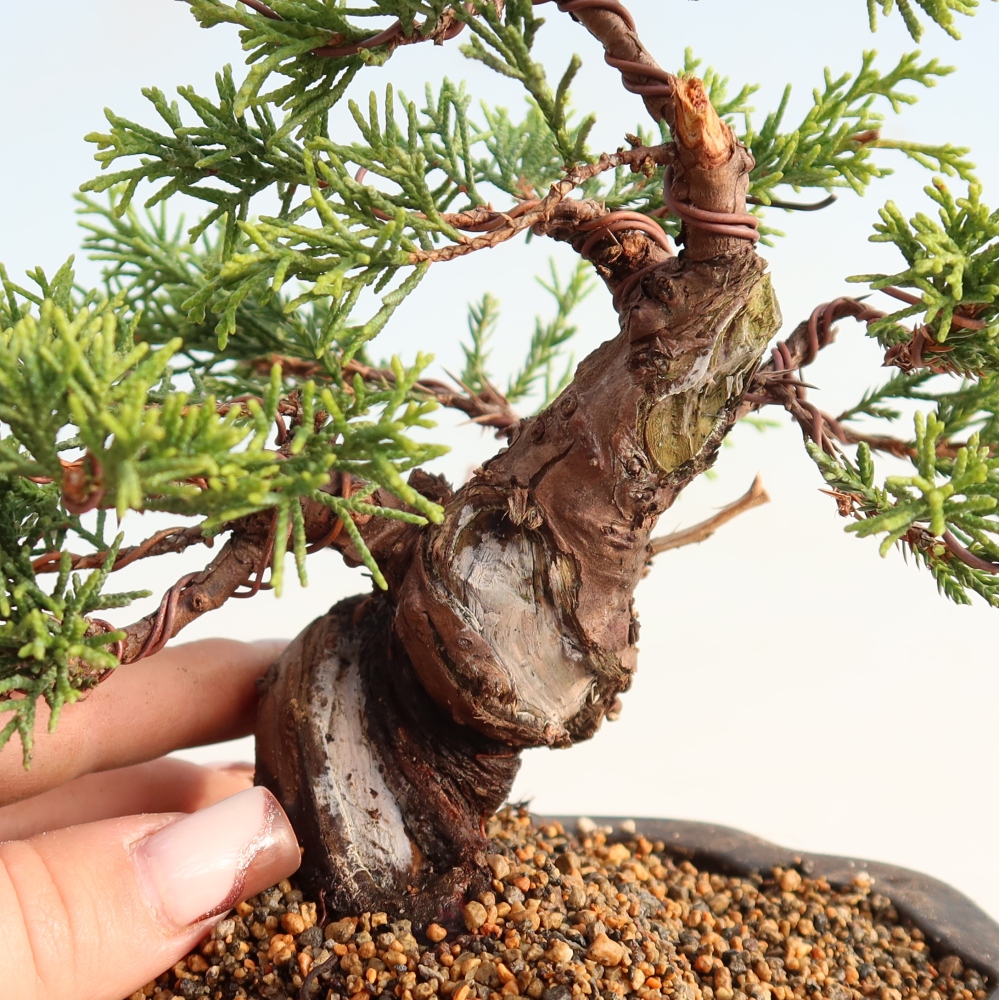 Bonsai voor buiten - Juniperus chinensis Itoigawa