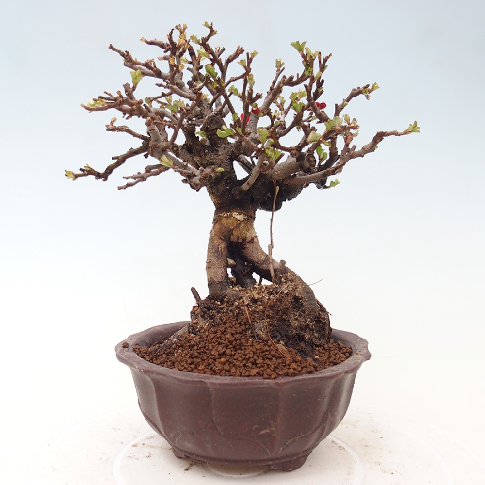 Bonsai voor buiten - Chaneomeles speciosa - Kweepeer
