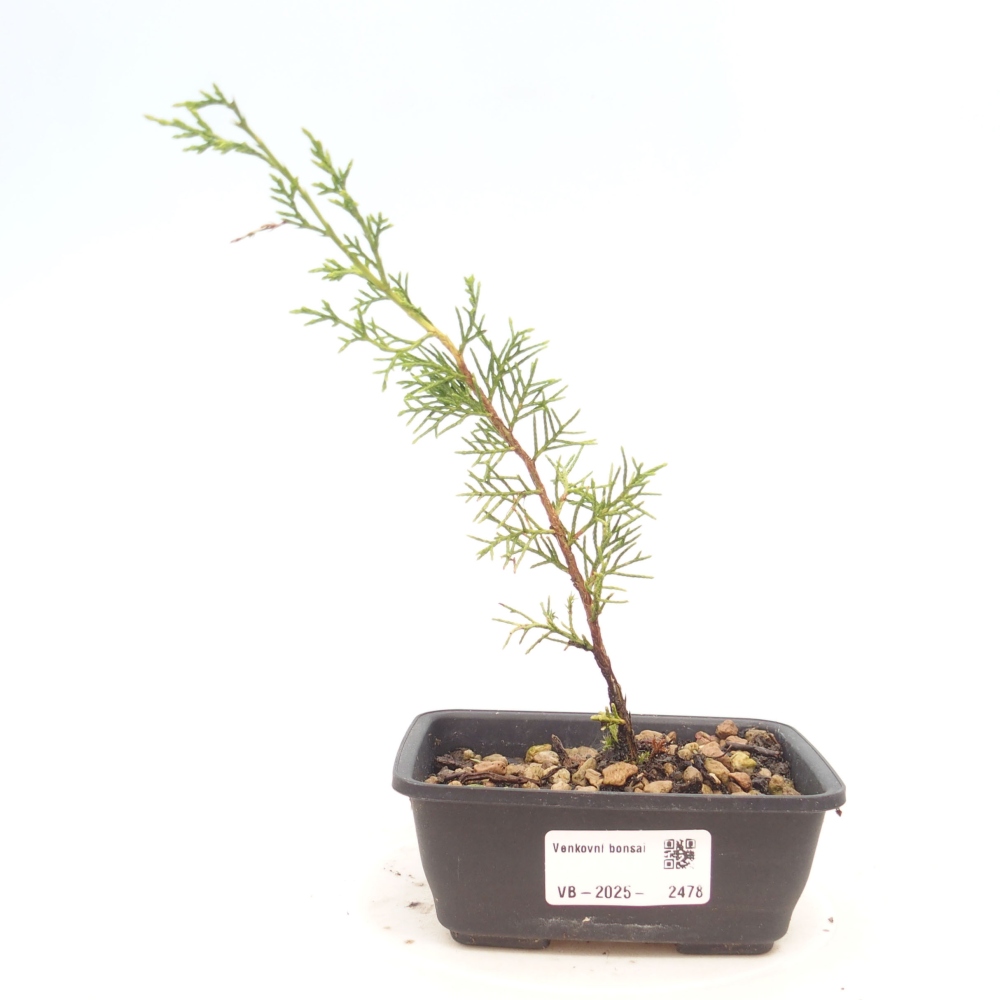 Bonsai voor buiten - Juniperus chinensis Itoigawa