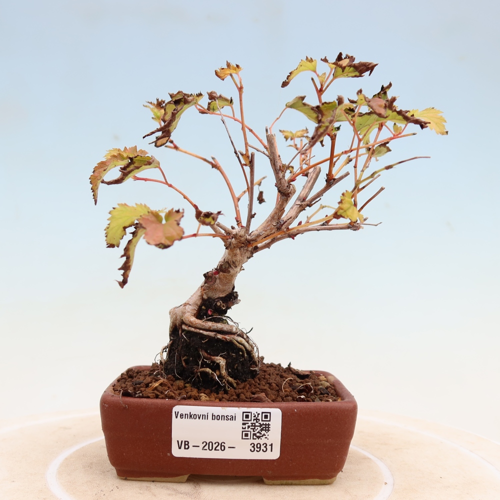 Bonsai voor buiten -  Stephanandra incisa - Gebogen kroonplant