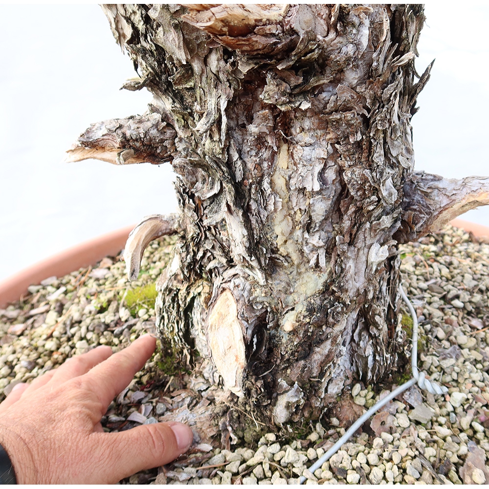 Pinus sylvestris Spanje - grove den