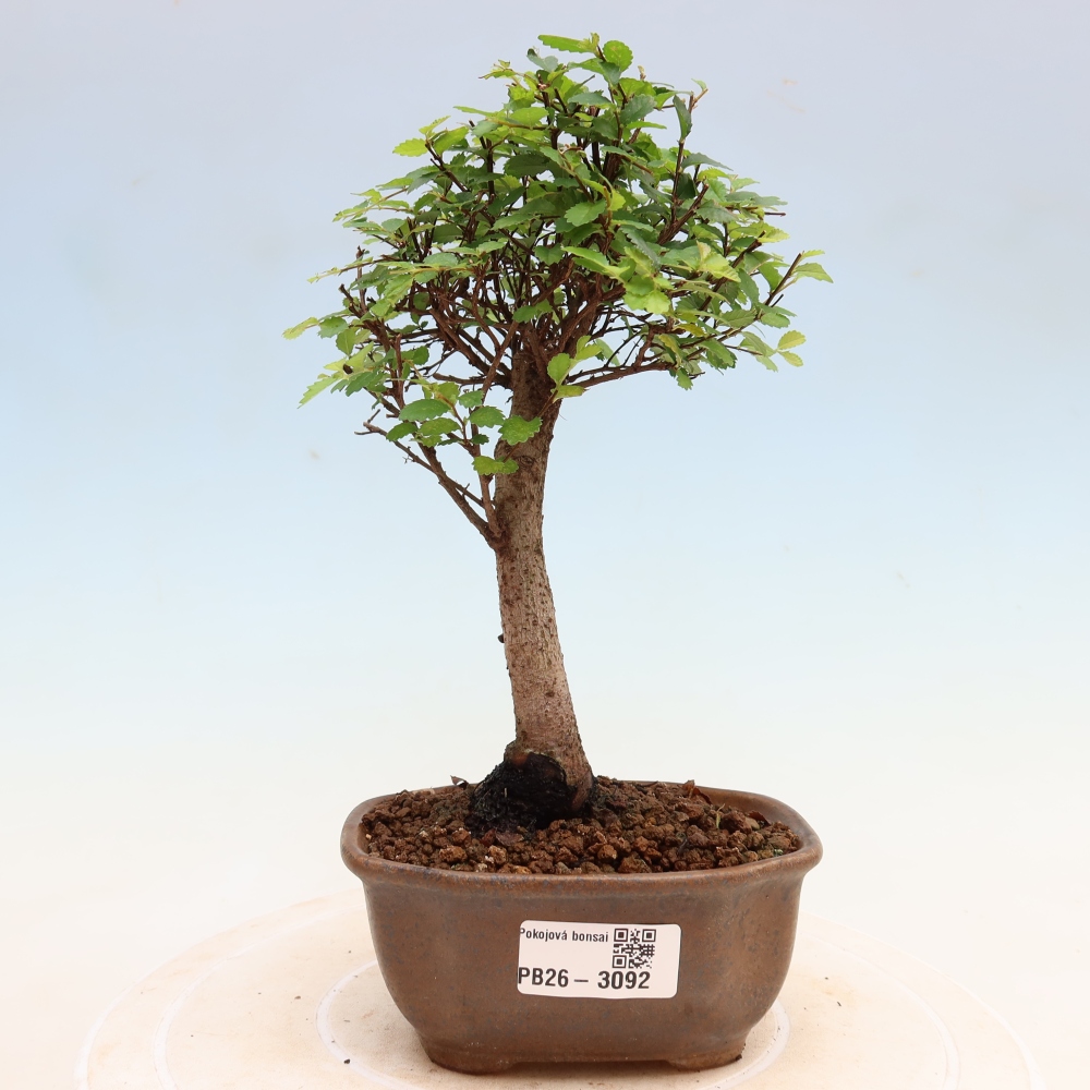 Kamerbonsai - Ulmus parvifolia - Winteriep