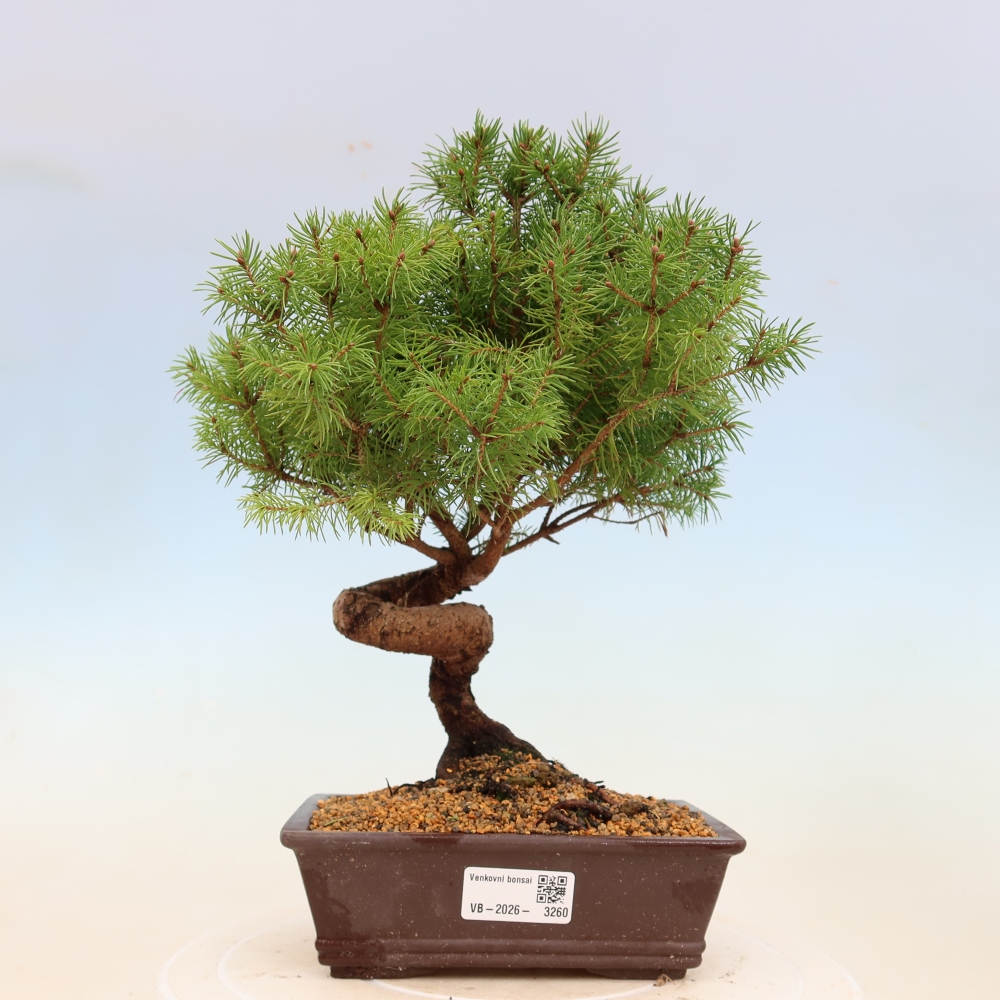 Bonsai voor buiten - Gewone spar - Picea glauca bol