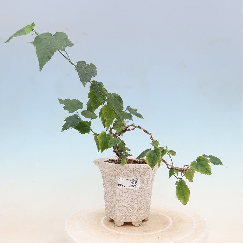 Bonsai voor binnen - Abutilon Big Bell - Cloudberry