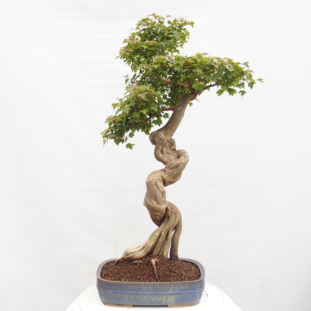 Bonsai voor buiten - Acer Buergerianum - Burgeresdoorn