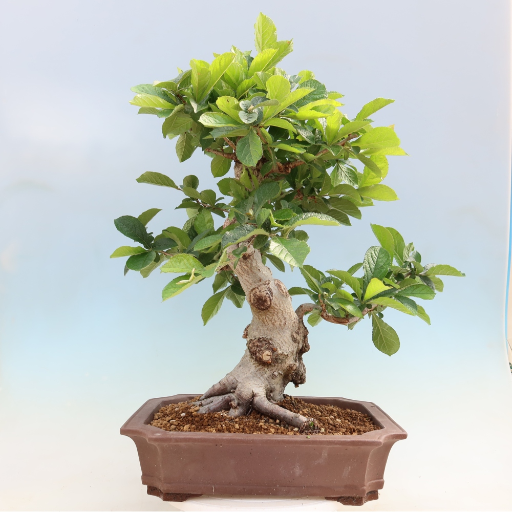 Bonsai voor buiten - Photinia villosa