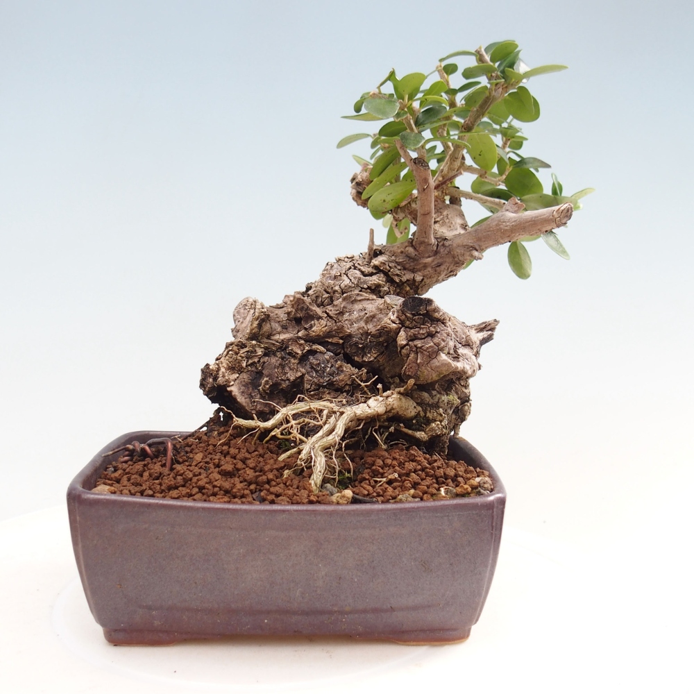 Bonsai voor binnen - Olea europaea sylvestris