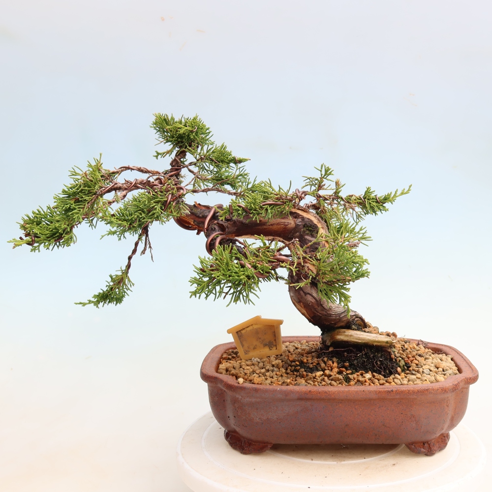 Bonsai voor buiten - Juniperus chinensis Itoigawa-Juniperus chinensis