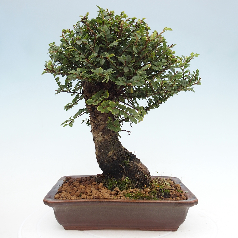 Bonsai voor buiten - Ulmus parvifolia Hokkaido - Chinese iep