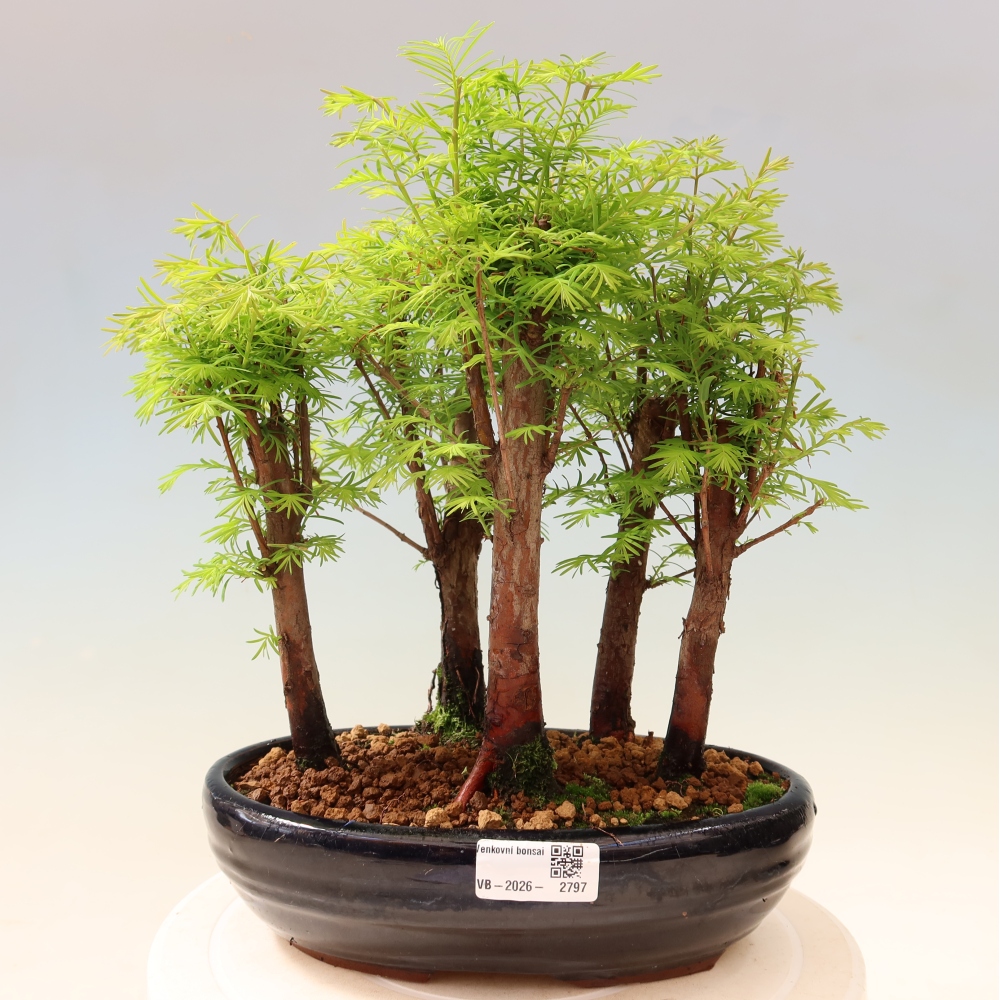 Buitenbonsai - Metasequoia glyptostroboides - Chinese metasequoia - bosje