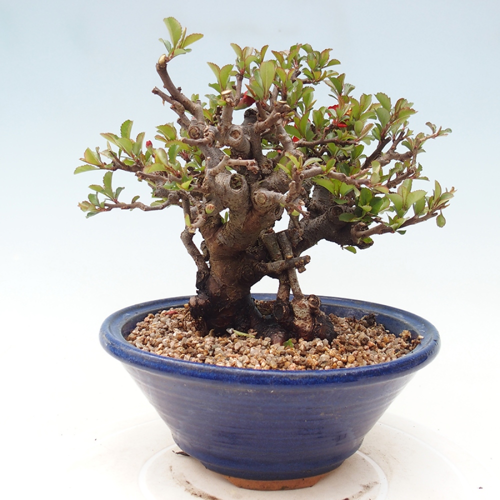 Bonsai voor buiten - Chaneomeles speciosa - Kweepeer