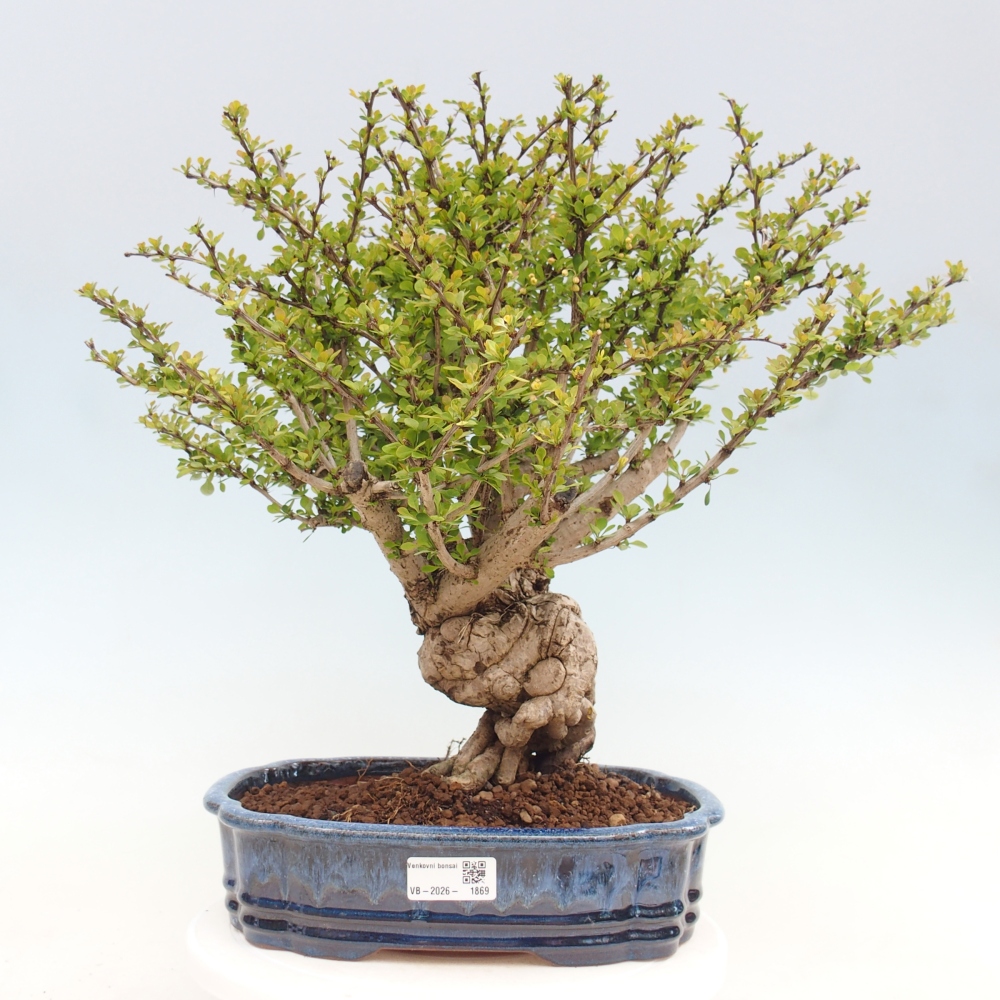 Bonsai voor buiten - Berberis coreana