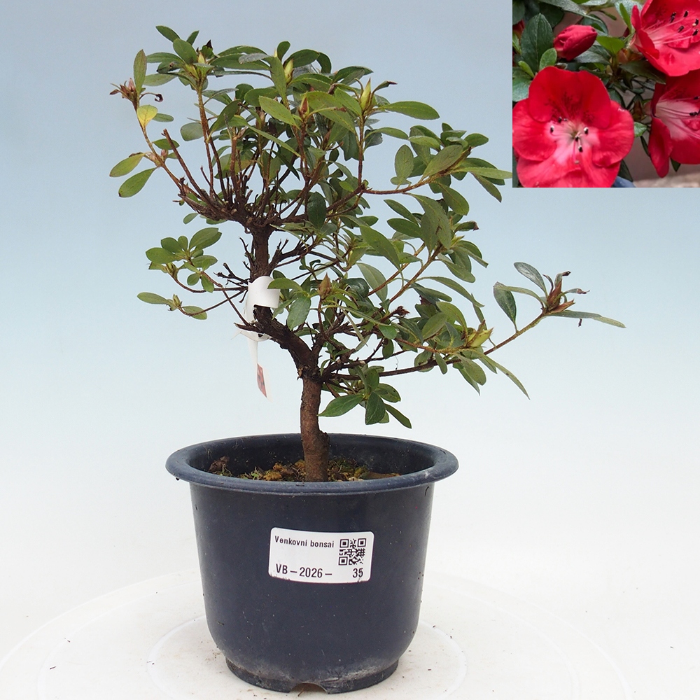 Bonsai voor buiten - Japanse Azalea - Azalea Benibeni