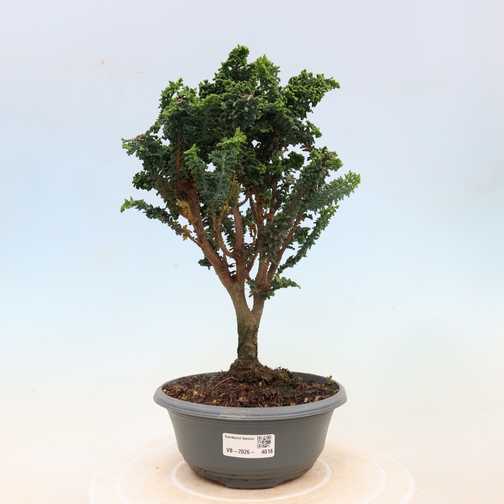 Bonsai voor buiten - Cham. obtusa SEKKA HINOKI - Cipres