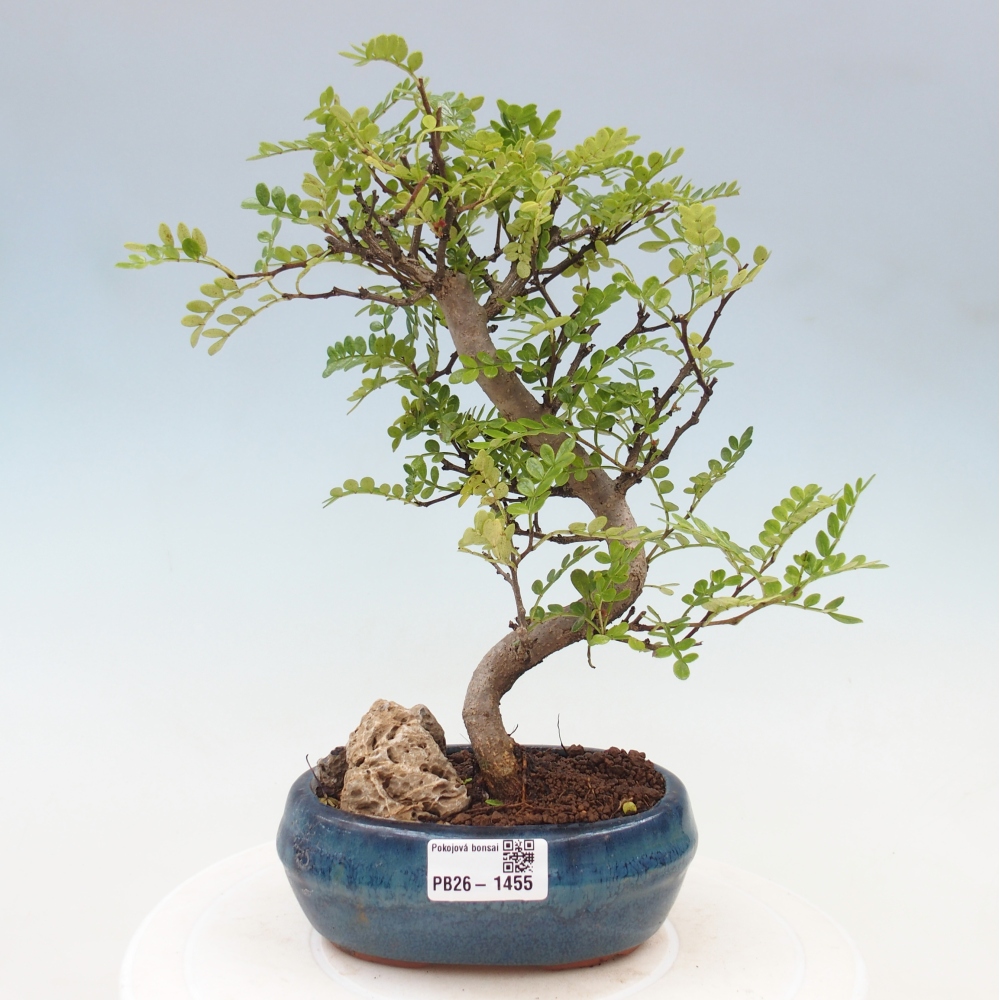 Kamerbonsai - Zantoxylum piperitum - peperboom