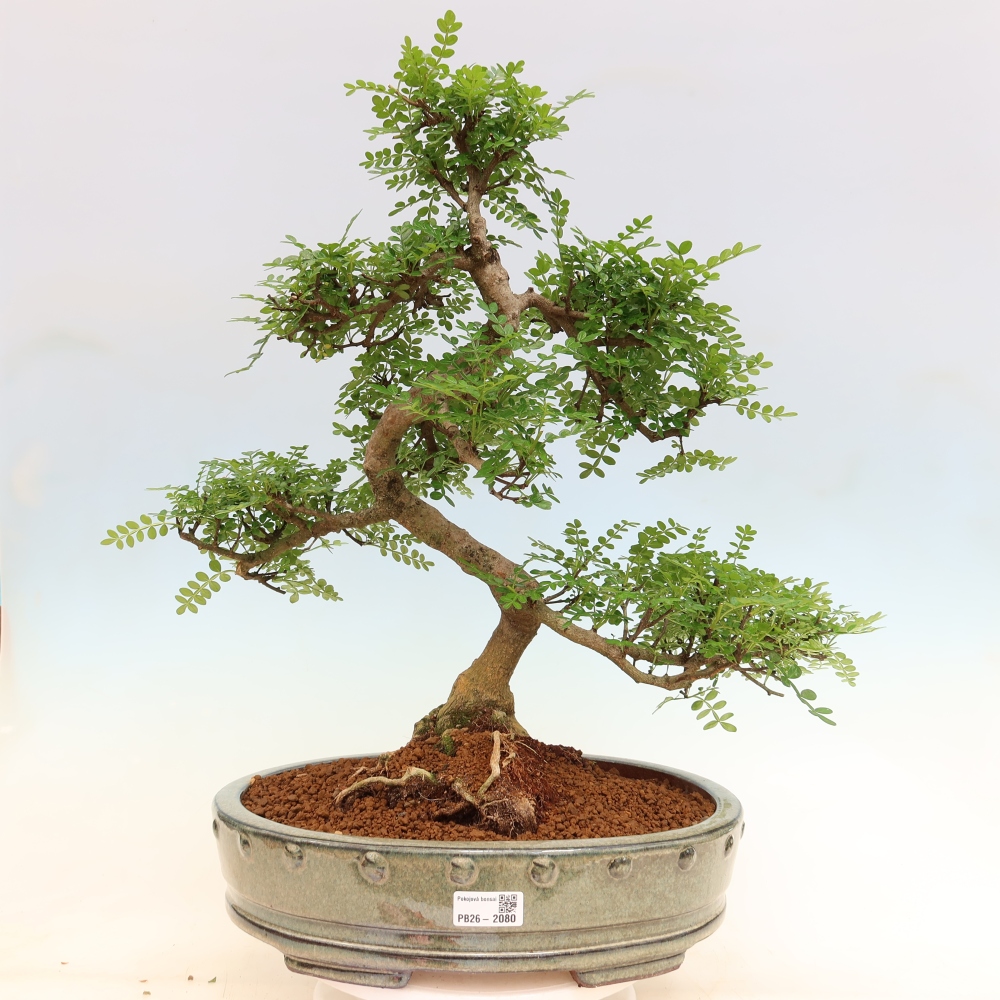 Kamerbonsai - Zantoxylum piperitum - peperboom