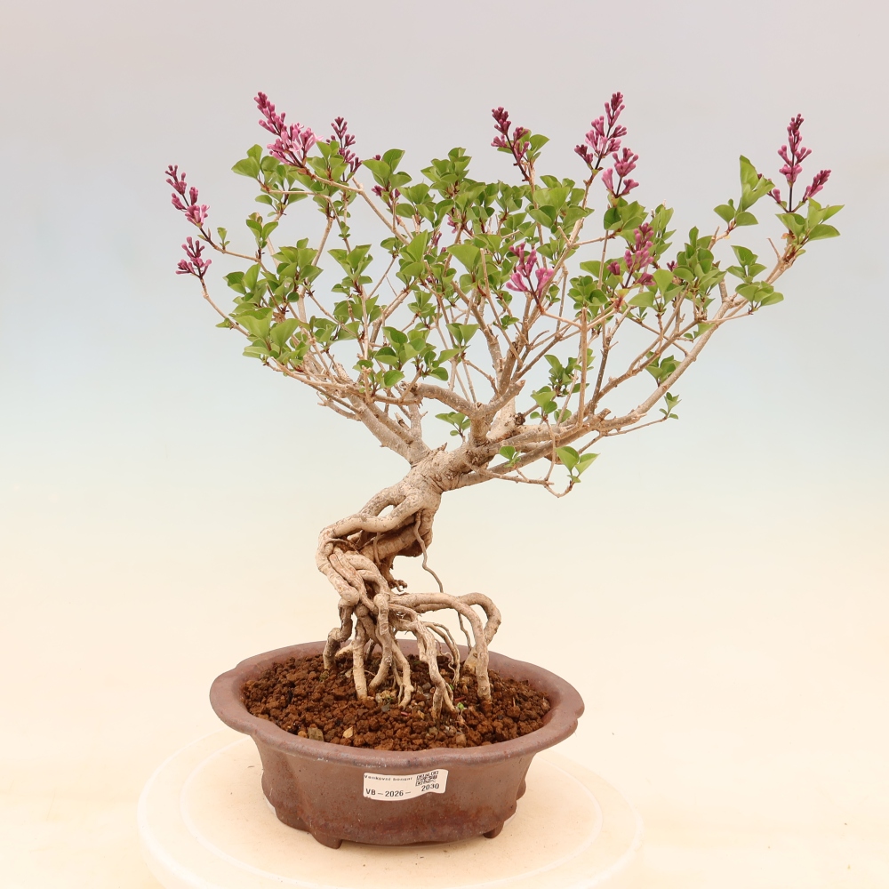 Bonsai voor buiten - Syringa microphylla - kleinbloemige sering