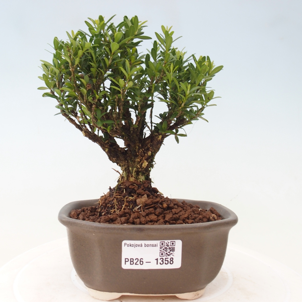 Kamerbonsai - Buxus harlandii - kurk buxus