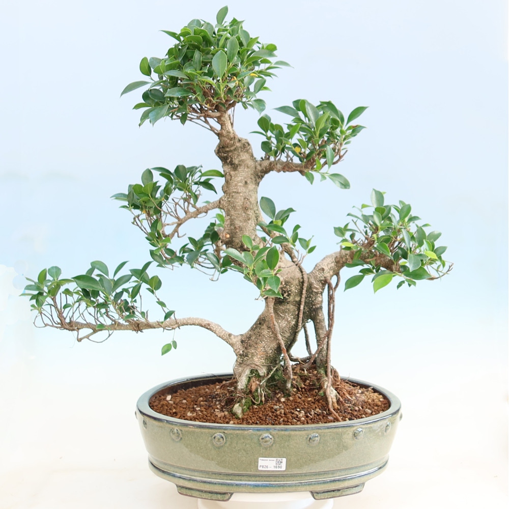 Kamerbonsai - Ficus kimmen - kleinbladige ficus