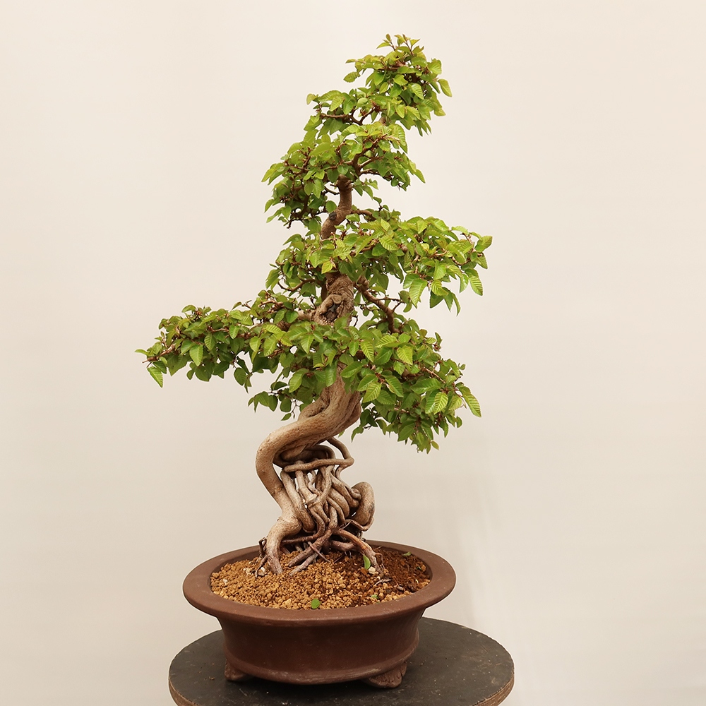 Bonsai voor buiten -Carpinus Coreana - Koreaanse haagbeuk