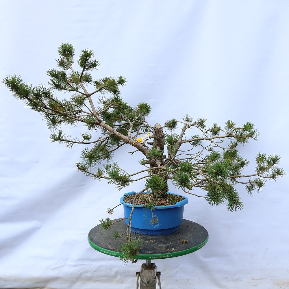 Pinus sylvestris Spanje - grove den