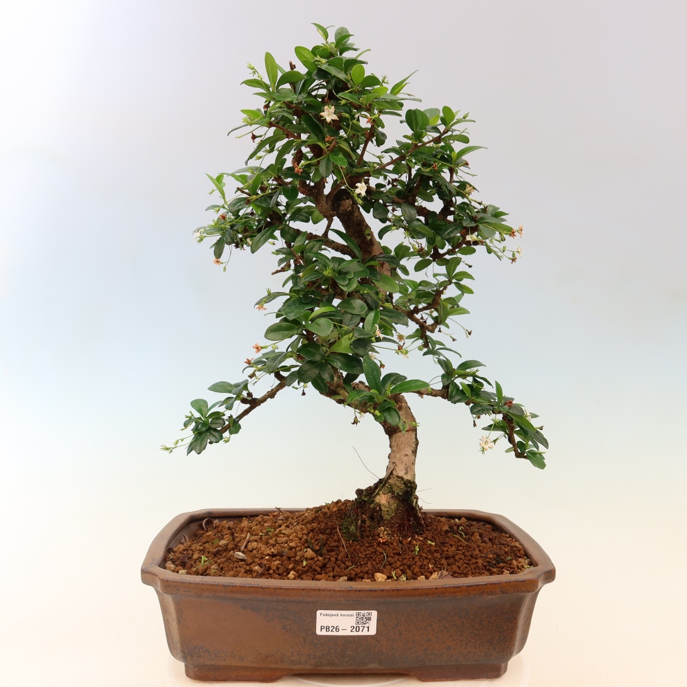Kamerbonsai - Carmona macrophylla - Thee fuki