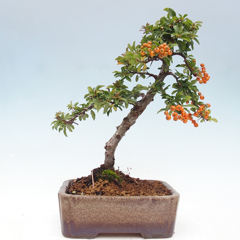 Bonsai-Pyracantha Teton voor buiten -Hlox