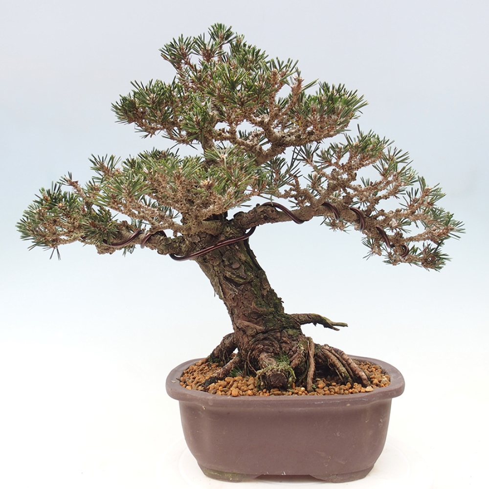 Bonsai voor buiten - Pinus thunbergii Kotobuki - Thunberg den