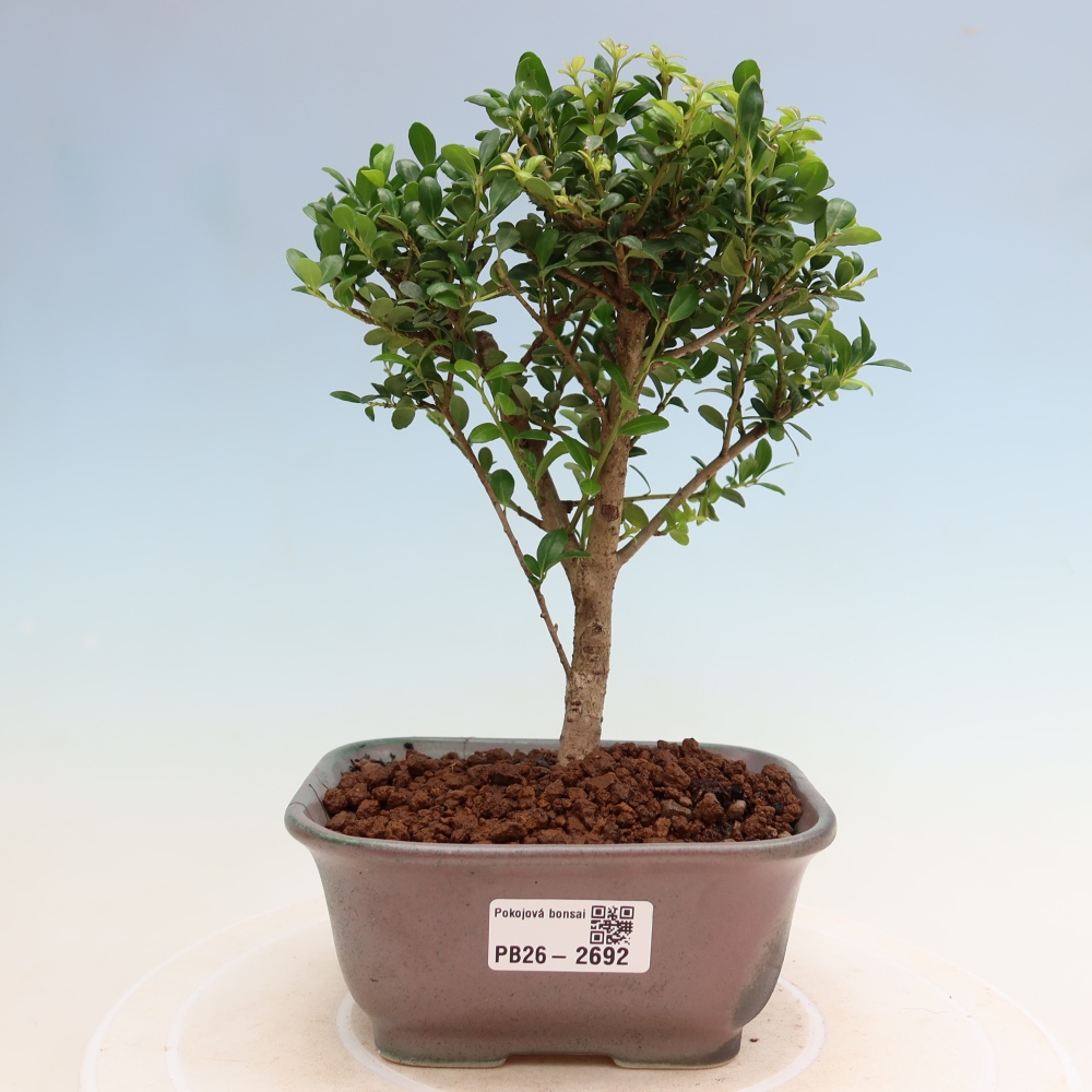 Kamerbonsai - Ilex crenata - Hulst