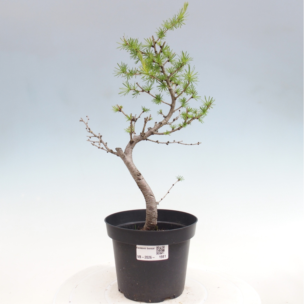 Bonsai voor buiten -Larix decidua - Lariks