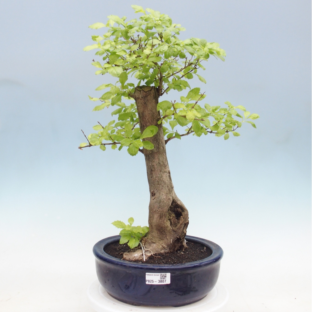 Kamerbonsai - Duranta erecta Aurea