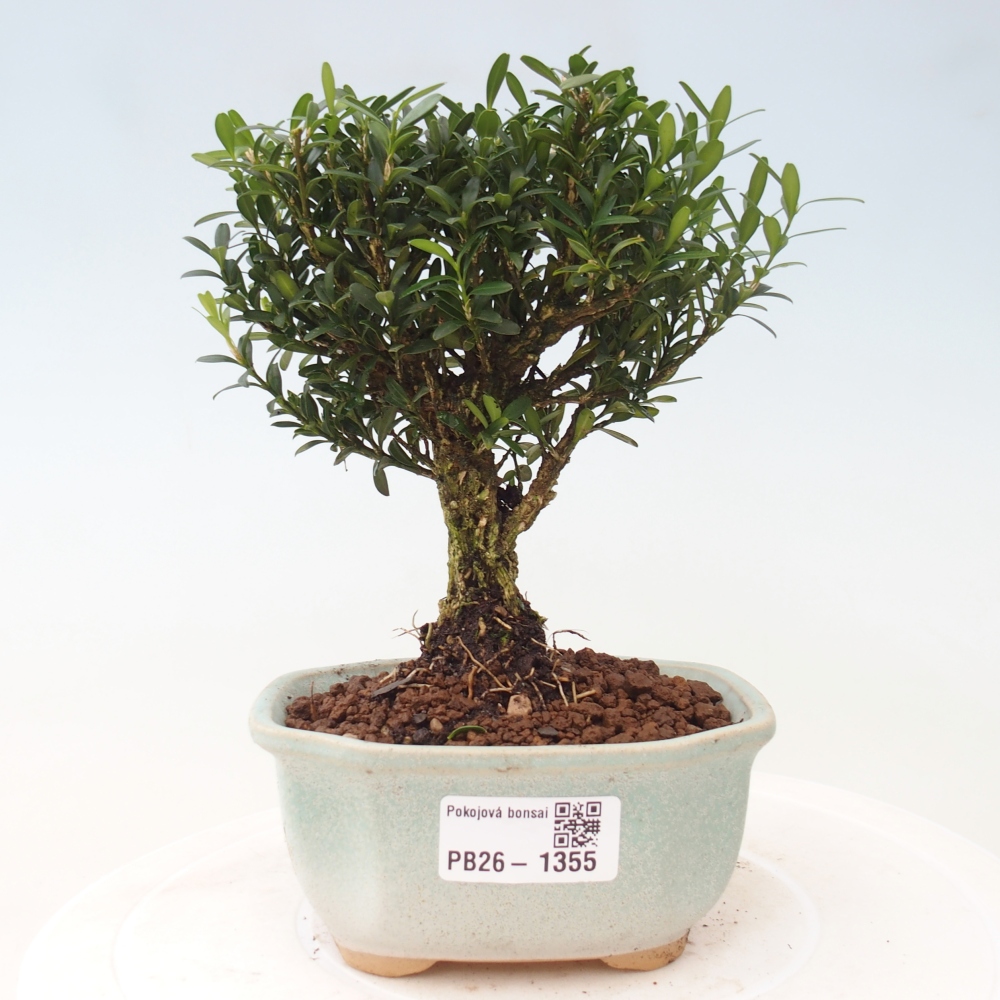 Kamerbonsai - Buxus harlandii - kurk buxus