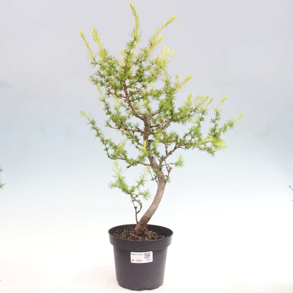 Bonsai voor buiten -Larix decidua - Lariks