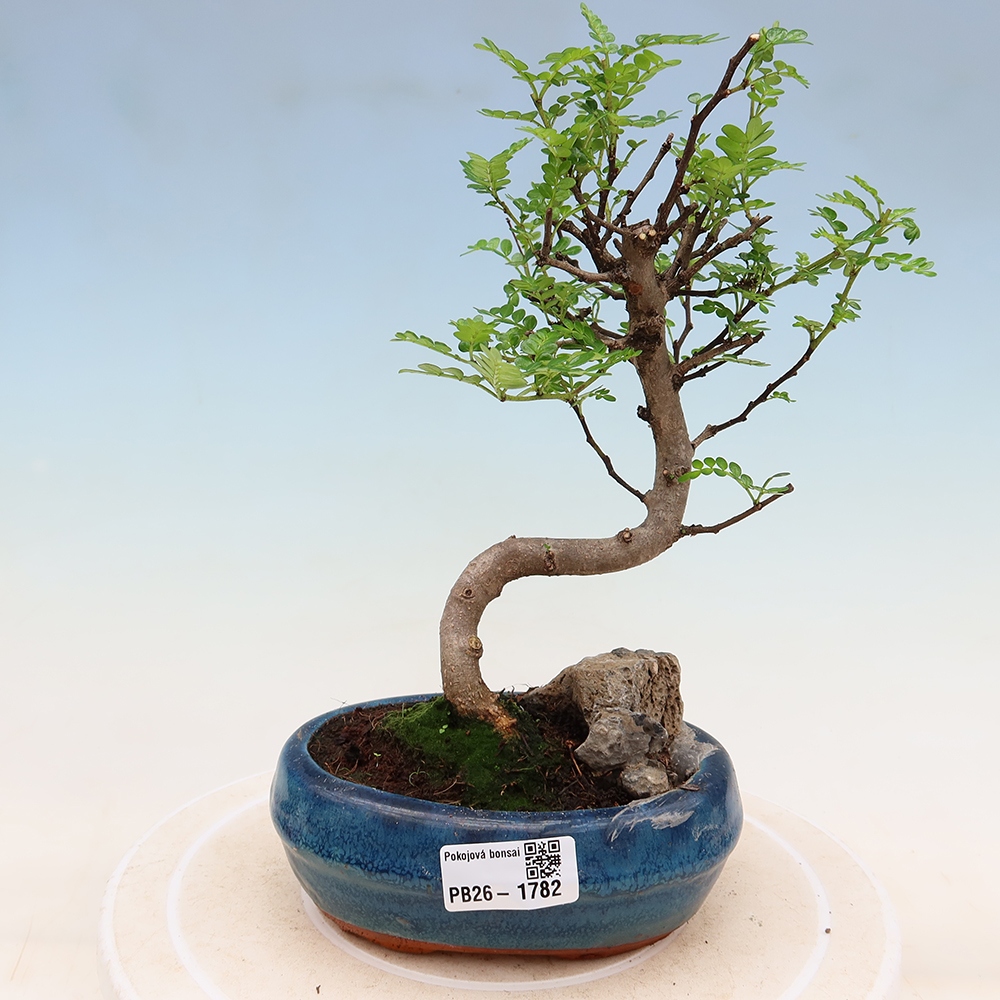 Kamerbonsai - Zantoxylum piperitum - peperboom