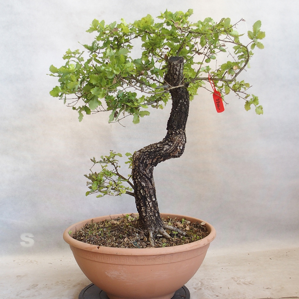 Buiten bonsai Quercus Cerris - Eik Cer
