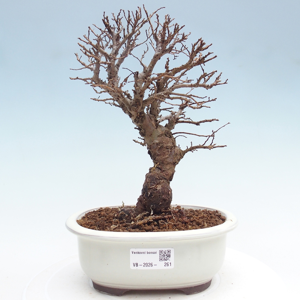 Bonsai voor buiten - Zelkova - Zelkova NIRE