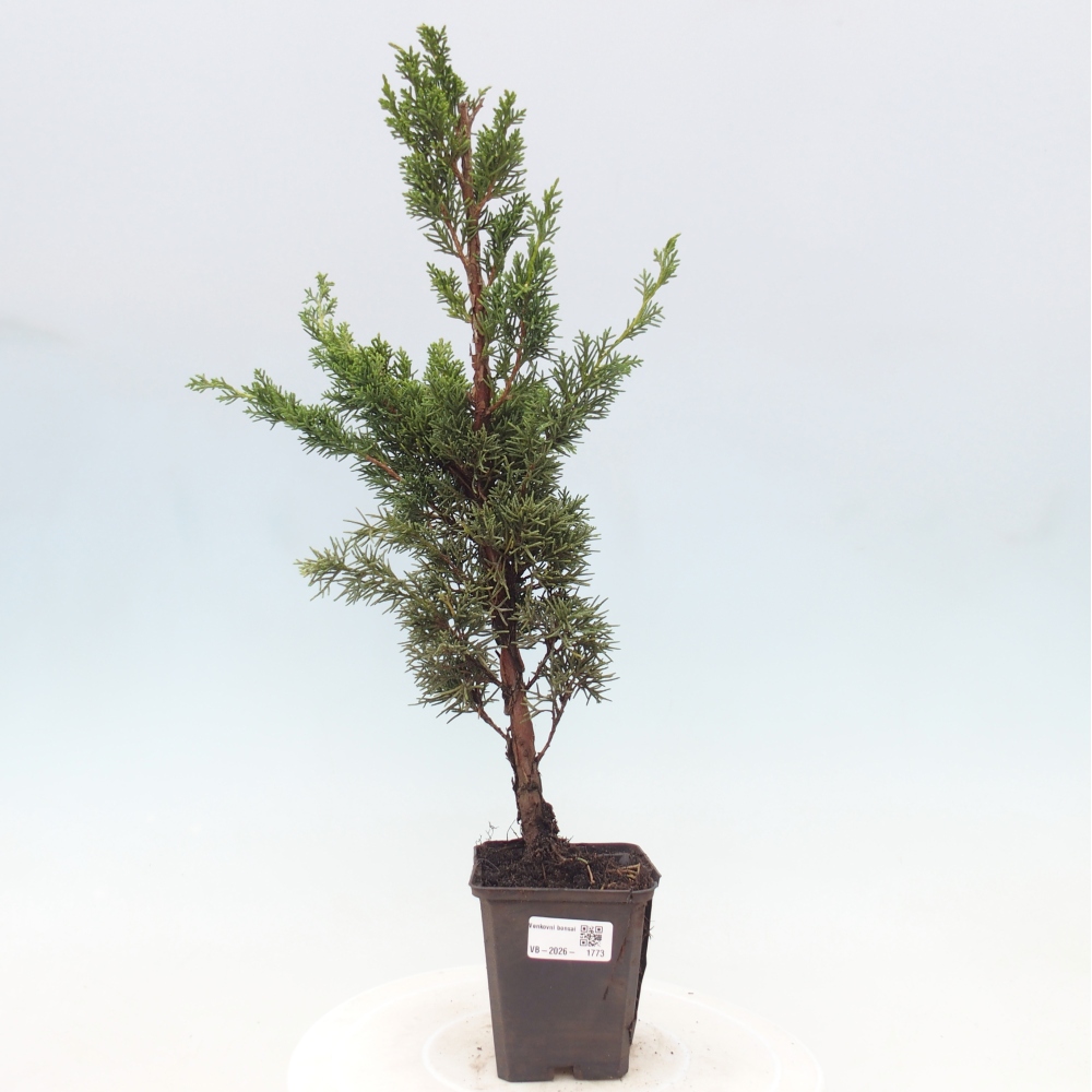 Bonsai voor buiten - Juniperus chinensis Kishu