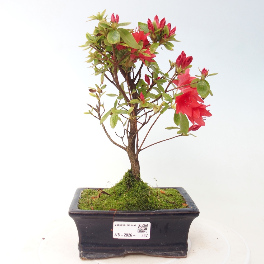 Bonsai voor buiten - Japanse azalea - Azalea sp.