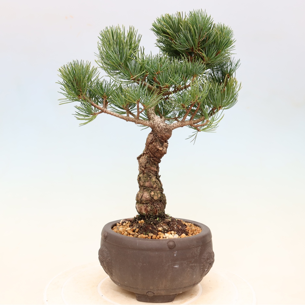 Bonsai voor buiten - Pinus parviflora - Pinus parviflora