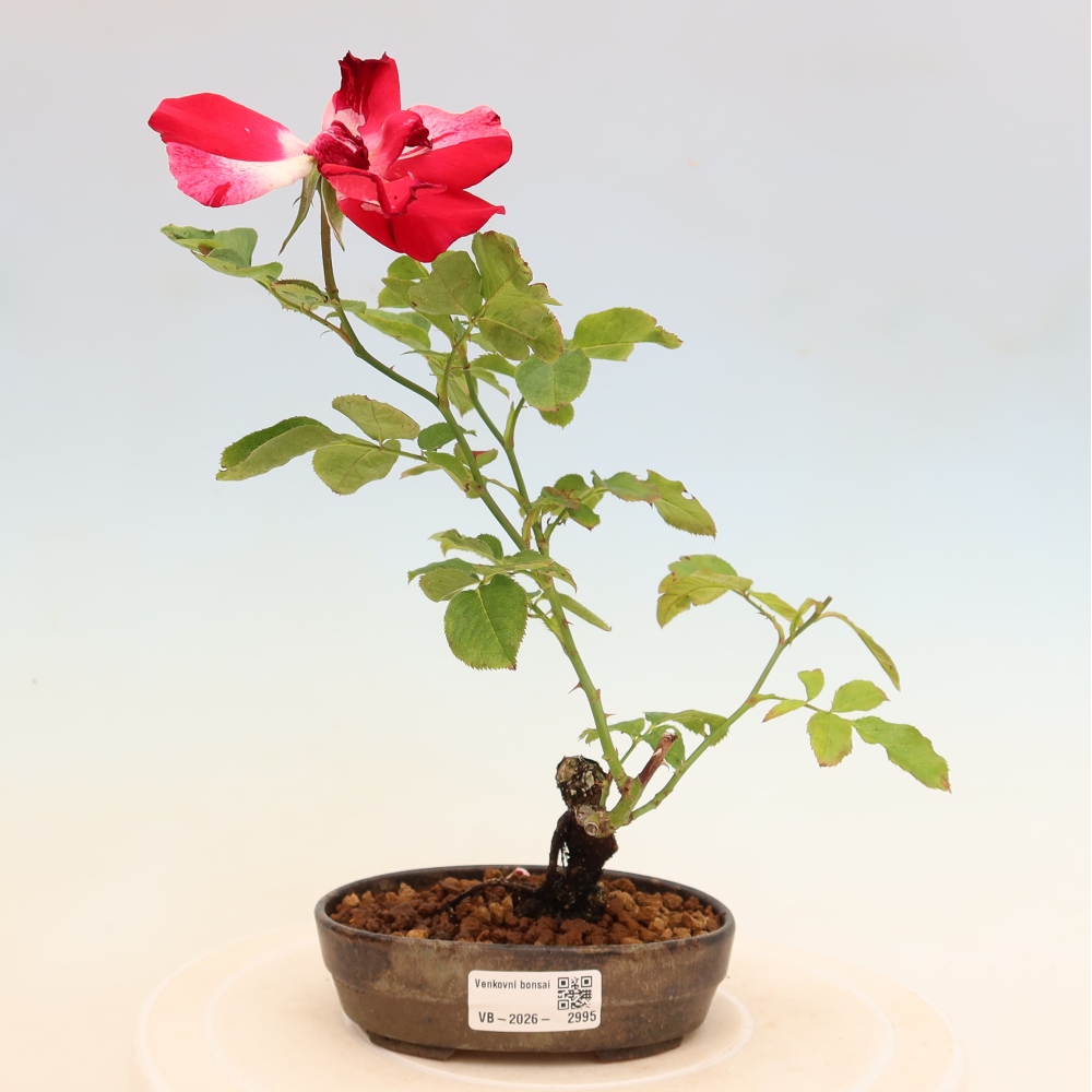 Bonsai voor buiten - Rosa Kordes - roos