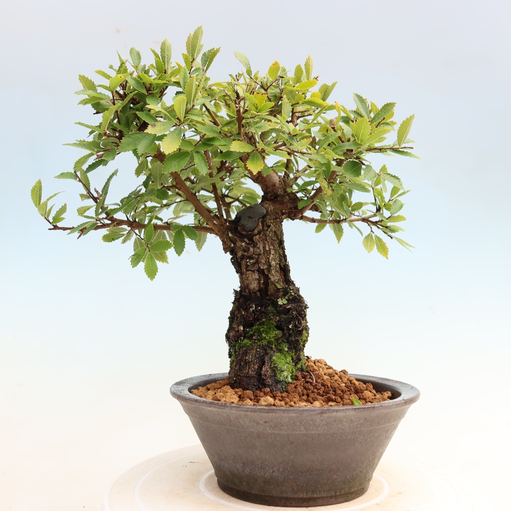 Bonsai voor buiten - Zelkova - Zelkova NIRE
