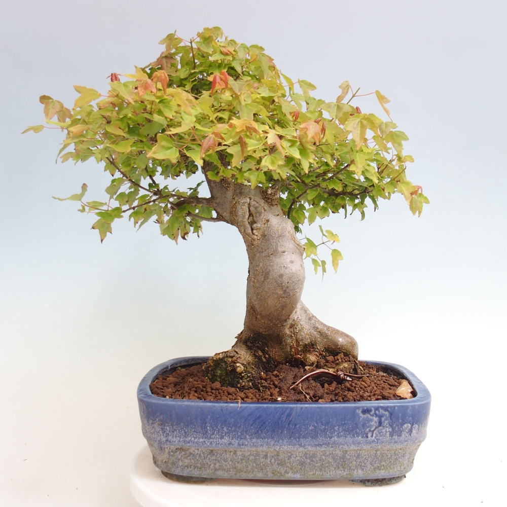 Bonsai voor buiten - Acer Buergerianum - Burgeresdoorn