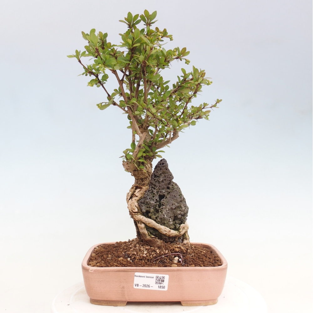 Bonsai voor buiten - Berberis coreana