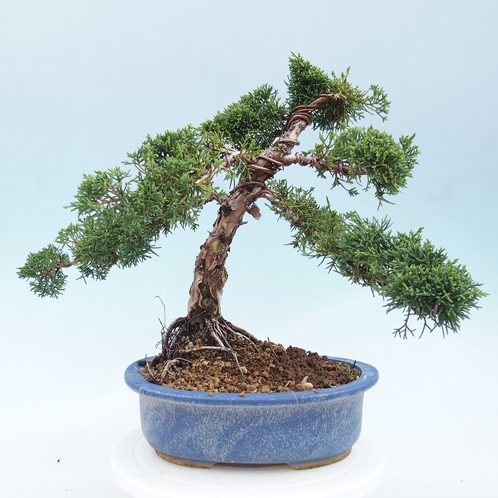 Bonsai voor buiten - Juniperus chinensis Kishu