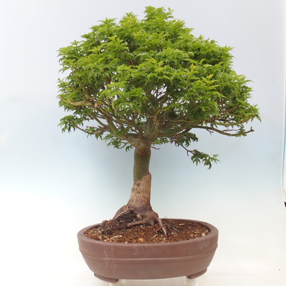Bonsai voor buiten -Javor palm Acer palmatum Shishigashira